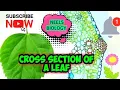Cross section of a leaf