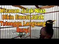 Download Lagu Jalak Nias Gacor Manggut Manggut Bikin Jalak Tetangga Ikut Bunyi. Masteran Jalak Nias Gacor