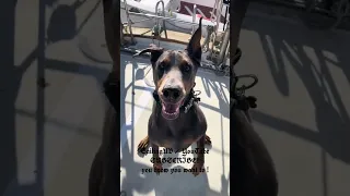 Subscribe!! #vlog #dream #sailing #pets #doberman #fyp