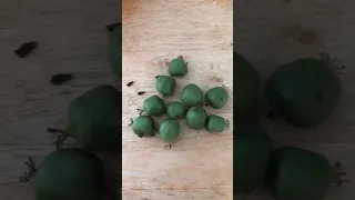 Issai Hardy Kiwi Taste In Seattle WA 