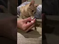 Download Lagu A spoonful of pumkin keeps the vet away… 🎃😹🐈  #cattreats #cathumor #funnycat #catvideo #bugsycat