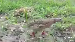 صوت السمان دندنها