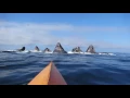 Amazingly close kayak encounter with feeding whales in Monterey Bay