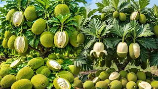 Easy and fast method to grow and propagate breadfruit trees #garden #plant #diy
