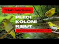 Lagu TERAPI PANCINGAN PLECI ‼️ SUARA PLECI KOLONI RIBUT MERANGSANG BURUNG PLECI NGALAS BUKA PARUH