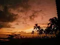 Steven & Coconut Treez   Sunset