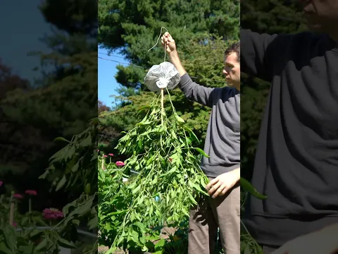 Hang-ripening peppers