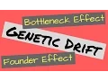 Genetic Drift Founder Effect and Bottleneck Effect Explained
