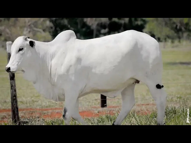 Novilha Nelore AFOM - 4657