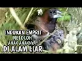 Download Lagu BEGINILAH INDUKAN EMPRIT MELOLOH ANAK ANAKNYA DI ALAM LIAR