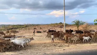Sekelompok sapi berjumlah ratusan ekor pulang makan di jalan menuju kandang di akhir hari, Sapi