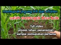 Lagu cara memupuk jagung