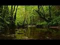 8 HOURS OF FOREST RIVER SOUNDS WITH BIRDS SINGING — NATURE SOUNDS FOR  STRESS RELIEF & RELAXATION 