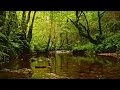 8 HOURS OF FOREST RIVER SOUNDS WITH BIRDS SINGING NATURE SOUNDS FOR STRESS RELIEF RELAXATION