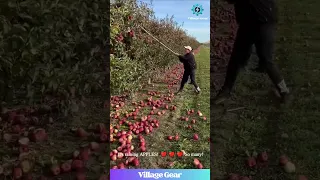 Making It RAIN Apples Satisfying Tree Shaking Action Apple Harvest Satisfying Asmr Funny 