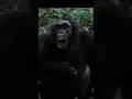 Download Lagu Sound of Chimpanzee : Chimps Sound  (Pan troglodytes Sound)