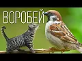 Download Lagu Воробей: Маленький пернатый \