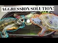 Dealing With TURTLE AGGRESSION Prevention SOLUTION