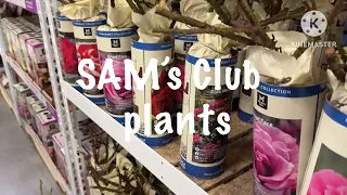 SAM s club STORE has Bulbs Bareroot roses Houseplants amazing2live