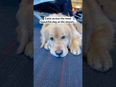 Luckily he’s my best friend😍 #mansbestfriend #goldenretriever