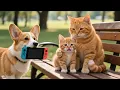 Download Lagu Kitten Loses Her Nintendo Switch and Won't Stop Crying, Mama Cat and Puppy Help Her Find It ❤️🐾