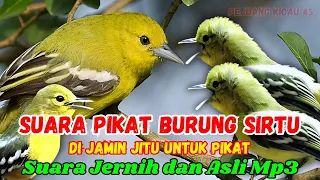 suara pikat burung sirtu ampuh dan terbaru untuk memancing kedatangan pejuang kicau 45