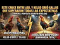 Este cruce entre Asil y Kelso creo gallos que superaron todas las expectativas