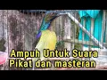 Lagu Kolibri kelapa pancingan ampuh