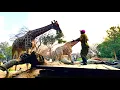 Jerusalema Challenge by Wild is Life