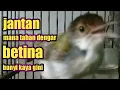 Lagu prenjak lumut betina memanggil pasangannya