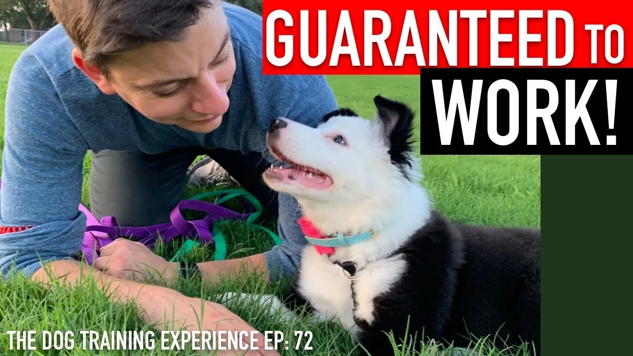 5 Easy Tricks You Can Teach Your Dog at Home
