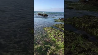 Carpinteria Tidepools