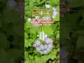Download Lagu Surah Al Waqi'ah | KH. Muammar ZA, #arwan tv #alquran #shorts