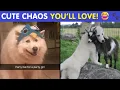 Animal Memes That Remind Us Life s Better With A Little Fur And Chaos Happy And Fun