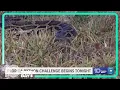 Florida Python Challenge begins on Friday