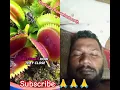 Flytrap Catches Spider Without Knowing