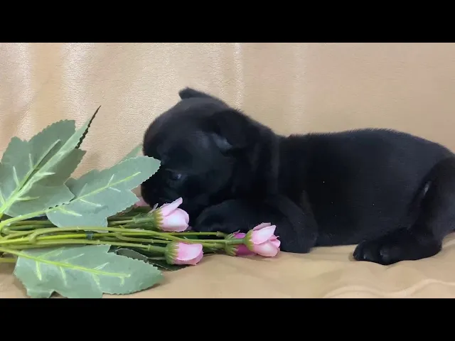 動画