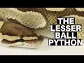 Morph Guide The Lesser Ball Python - Benjamin s Exotics