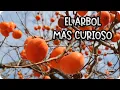 👉 El Árbol Más Curioso 🍊 Cómo Plantar y Cuidar Caqui para que Produzca Mucho || La Huertina De Toni