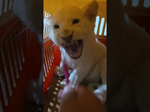Little White Lion in Aggressive Mood | Nouman Hassan