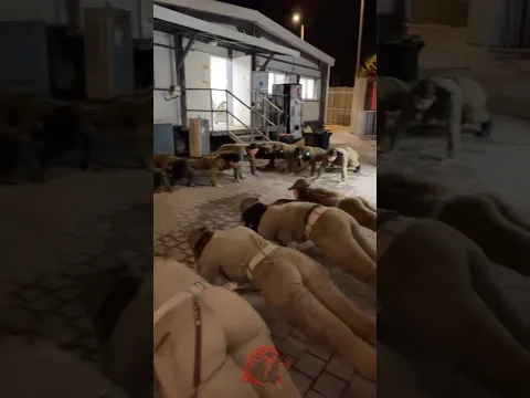 Amazing Army Girls