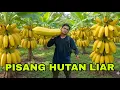 Lagu Seharian Berburu Ribuan Buah Pisang Liar Yang Banyak Dihuni Ayam Hutan