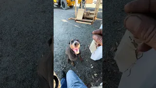She’s such a brat lol ! #fyp #vlog #dream #doberman #pets