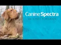 DIY Pet Vaccination Easy Affordable Home Protection with Canine Spectra