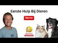 Wanneer naar de dierenarts bij diarree van je huisdier?