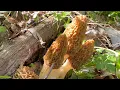 Finding MOREL Mushrooms - Central Illinois