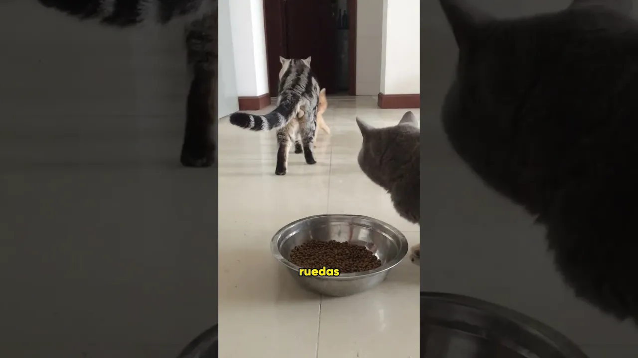 The stumbling cat
