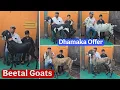 Lagu Akhil bhai ka Dhamaka Offer on Beetal Goats at Jariwala Goat Farm Yeola Maharashtra 