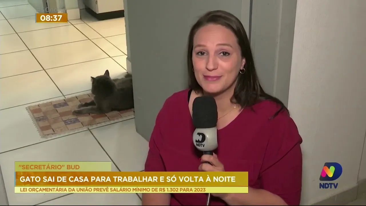 Gato tem rotina diferenciada na cidade de Blumenau