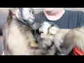 Capuchin Monkey Brothers Playing